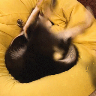 動物,犬,猫,しつけ,飼い方,育て方,病気,健康