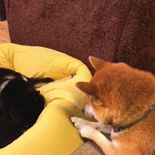 動物,犬,猫,しつけ,飼い方,育て方,病気,健康