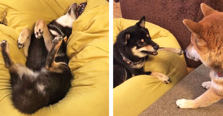 【演技派ワンコ♪】ハッスル姿を、同居犬にバッチリ見られてしまった黒柴! → その誤魔化し方が…(笑)