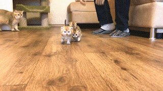 動物,犬,猫,しつけ,飼い方,育て方,病気,健康