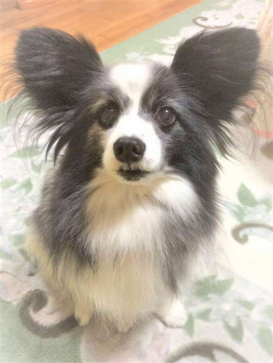 犬 結婚式 パピヨン ぬいぐるみ オーダーメイド いぬ