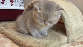 動物,犬,猫,しつけ,飼い方,育て方,病気,健康