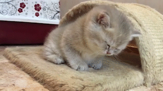 動物,犬,猫,しつけ,飼い方,育て方,病気,健康