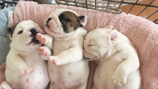 動物,犬,猫,しつけ,飼い方,育て方,病気,健康
