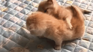 動物,犬,猫,しつけ,飼い方,育て方,病気,健康