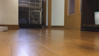 動物,犬,猫,しつけ,飼い方,育て方,病気,健康