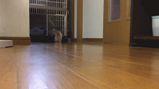 動物,犬,猫,しつけ,飼い方,育て方,病気,健康