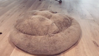 動物,犬,猫,しつけ,飼い方,育て方,病気,健康