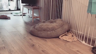 動物,犬,猫,しつけ,飼い方,育て方,病気,健康