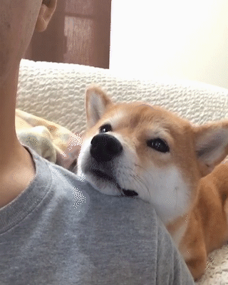 動物,犬,猫,しつけ,飼い方,育て方,病気,健康