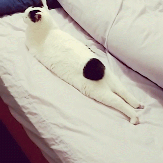 動物,犬,猫,しつけ,飼い方,育て方,病気,健康