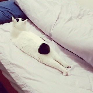 動物,犬,猫,しつけ,飼い方,育て方,病気,健康