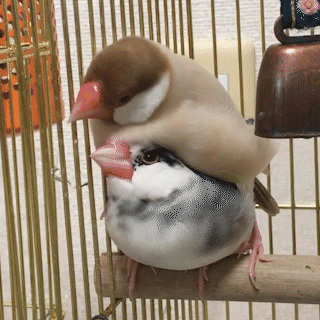 動物,犬,猫,しつけ,飼い方,育て方,病気,健康