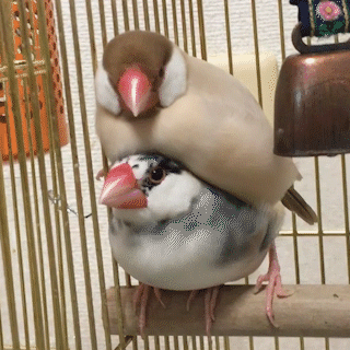 動物,犬,猫,しつけ,飼い方,育て方,病気,健康