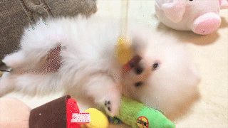 動物,犬,猫,しつけ,飼い方,育て方,病気,健康