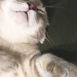 動物,犬,猫,しつけ,飼い方,育て方,病気,健康