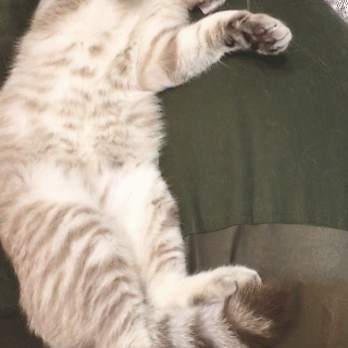 動物,犬,猫,しつけ,飼い方,育て方,病気,健康