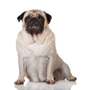 動物,犬,猫,しつけ,飼い方,育て方,病気,健康
