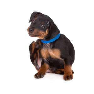 動物,犬,猫,しつけ,飼い方,育て方,病気,健康
