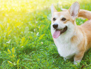 動物,犬,猫,しつけ,飼い方,育て方,病気,健康