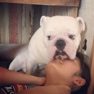 動物,犬,猫,しつけ,飼い方,育て方,病気,健康