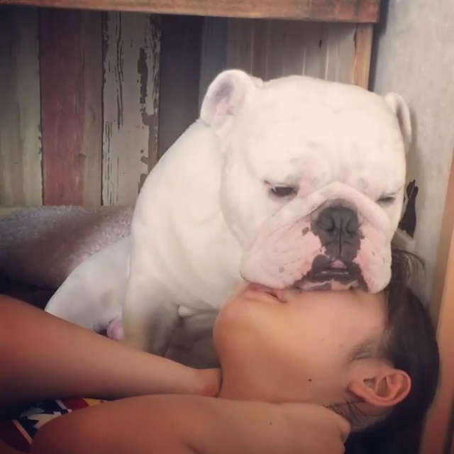 動物,犬,猫,しつけ,飼い方,育て方,病気,健康