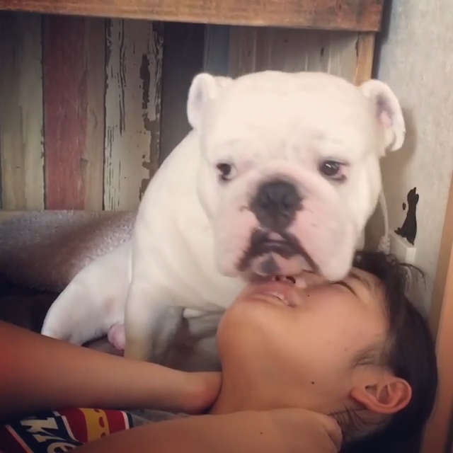 動物,犬,猫,しつけ,飼い方,育て方,病気,健康