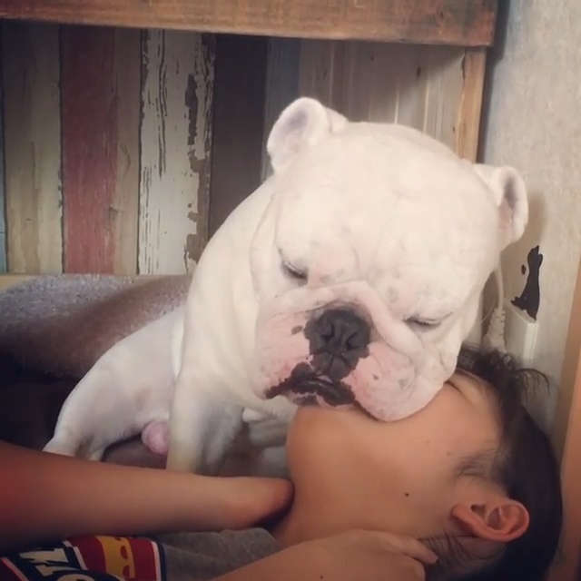 動物,犬,猫,しつけ,飼い方,育て方,病気,健康