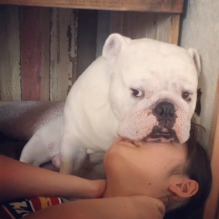 動物,犬,猫,しつけ,飼い方,育て方,病気,健康
