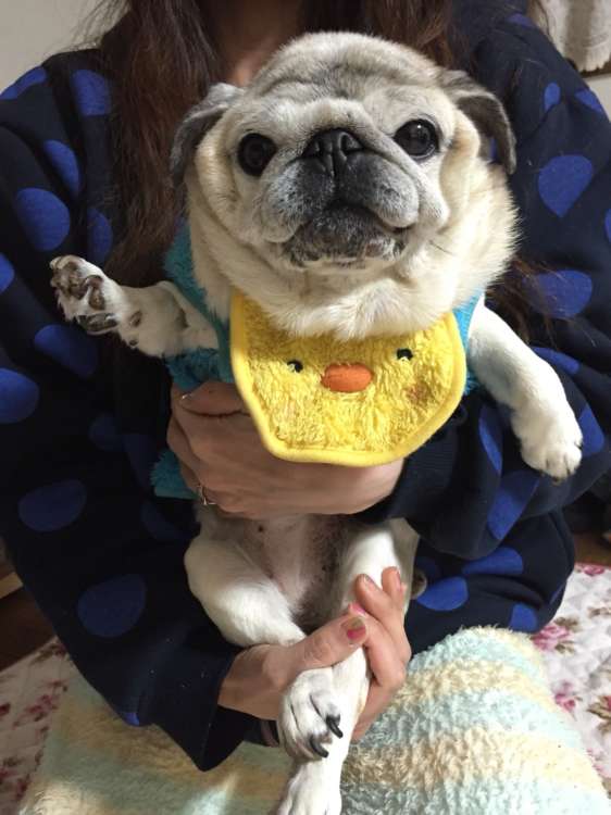 動物,犬,猫,しつけ,飼い方,育て方,病気,健康