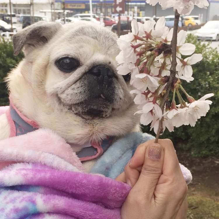 動物,犬,猫,しつけ,飼い方,育て方,病気,健康