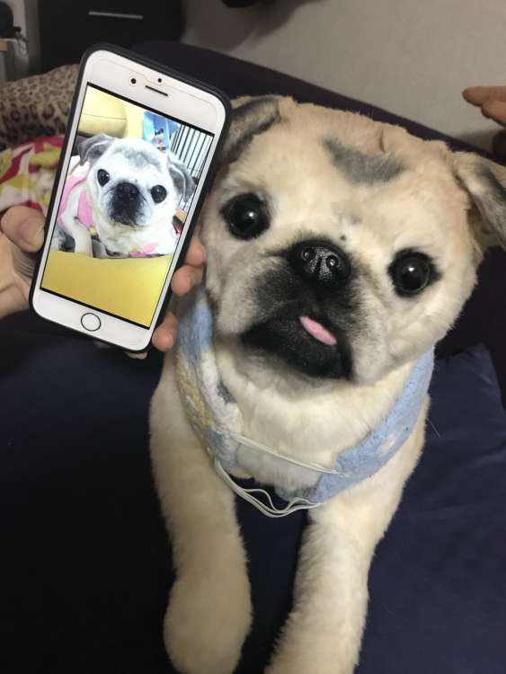 動物,犬,猫,しつけ,飼い方,育て方,病気,健康