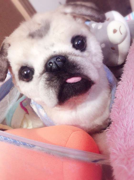 動物,犬,猫,しつけ,飼い方,育て方,病気,健康
