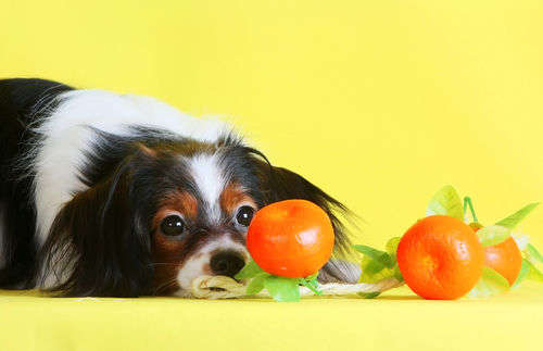 【獣医師監修】犬がみかんを食べても大丈夫!?外皮や薄皮、種をあげてもOK?適量は?