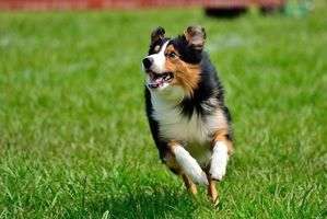動物,犬,猫,しつけ,飼い方,育て方,病気,健康