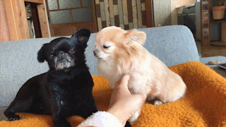動物,犬,猫,しつけ,飼い方,育て方,病気,健康