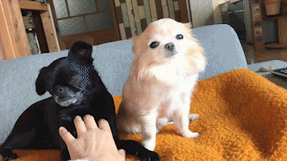 動物,犬,猫,しつけ,飼い方,育て方,病気,健康