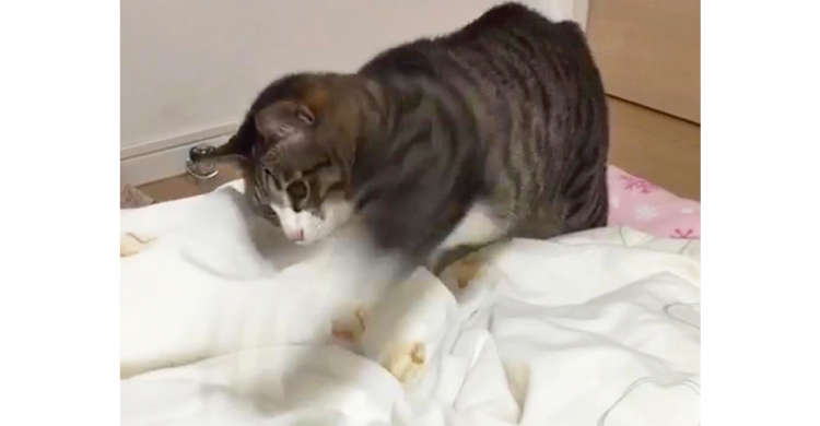 モゾモゾ動く布団めがけて、ニャンコが連続パンチ! ずっと見ていられるのどかな戦い(ФωФ) 29秒