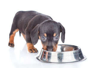動物,犬,猫,しつけ,飼い方,育て方,病気,健康