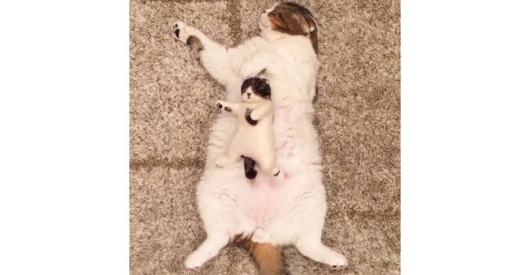 模様も寝相もそっくり! ネコの親子が仲良くスヤスヤ〜。でも子猫の正体は、実は…( *´艸`)♪