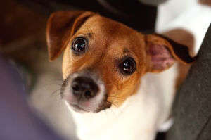 動物,犬,猫,しつけ,飼い方,育て方,病気,健康