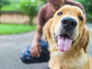 動物,犬,猫,しつけ,飼い方,育て方,病気,健康