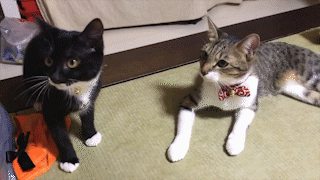 動物,犬,猫,しつけ,飼い方,育て方,病気,健康