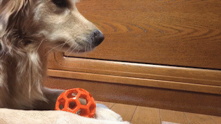 動物,犬,猫,しつけ,飼い方,育て方,病気,健康