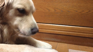 動物,犬,猫,しつけ,飼い方,育て方,病気,健康