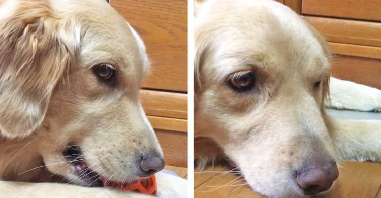 【表情の差】お気に入りのオモチャで楽しそうに遊ぶワンコ♪ → でも同居犬に取られると…(´・ω・`)