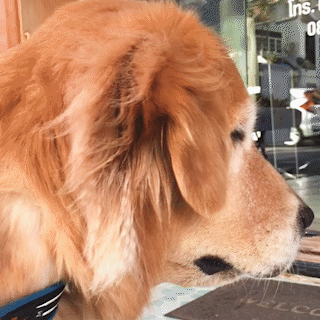 動物,犬,猫,しつけ,飼い方,育て方,病気,健康