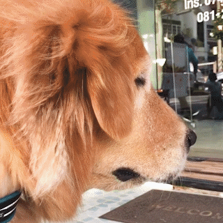 動物,犬,猫,しつけ,飼い方,育て方,病気,健康