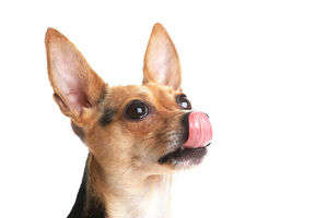 動物,犬,猫,しつけ,飼い方,育て方,病気,健康