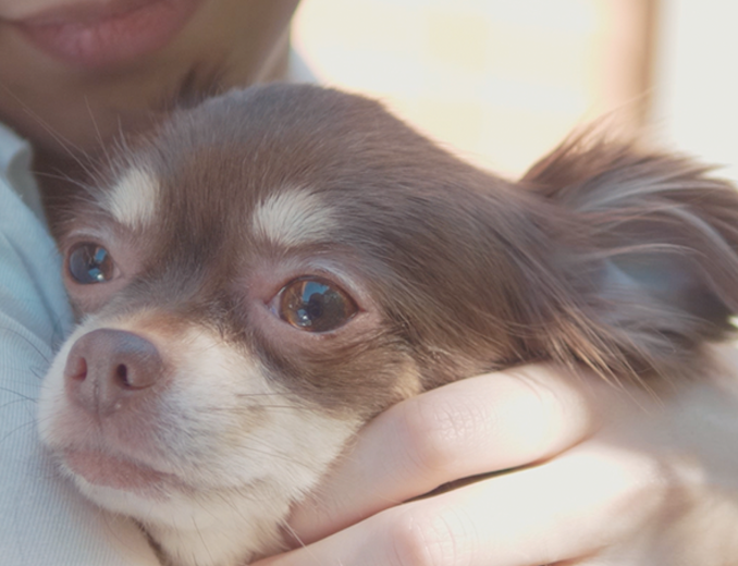 動物,犬,猫,しつけ,飼い方,育て方,病気,健康